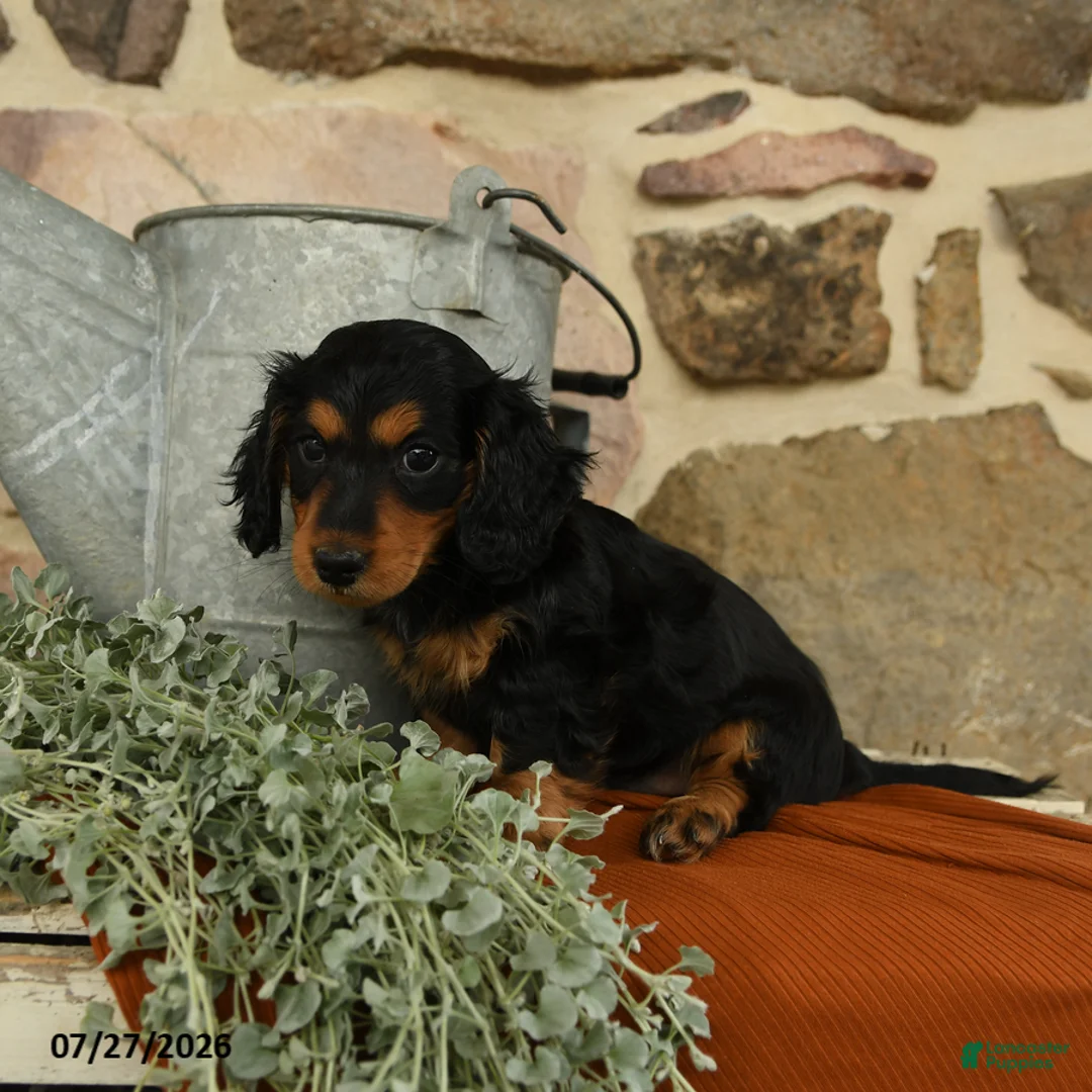 Miniature Dachshund dogs for sale: Aspen - Ad 2