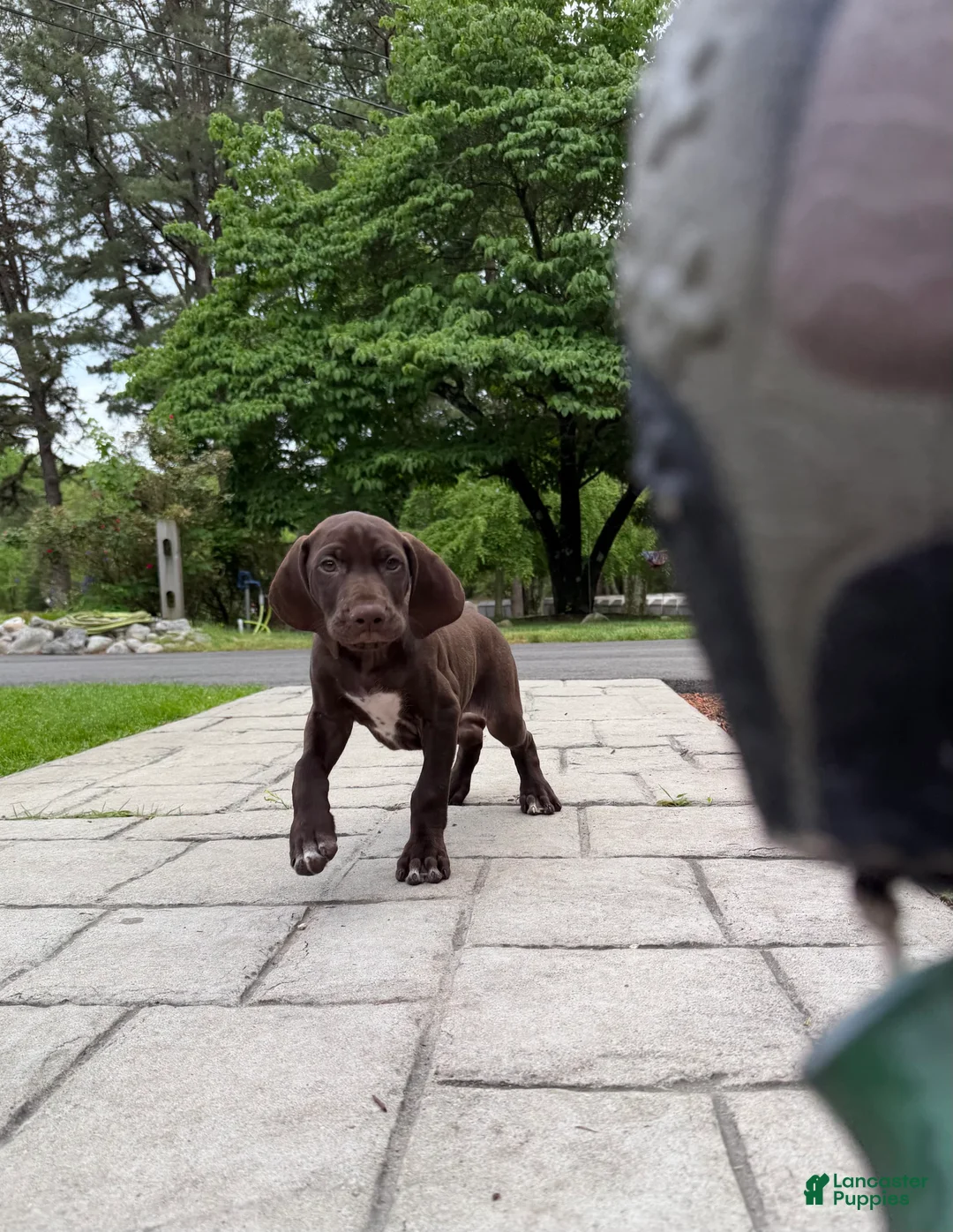 German Shorthaired Pointer dogs for sale: Kermit - Ad 2