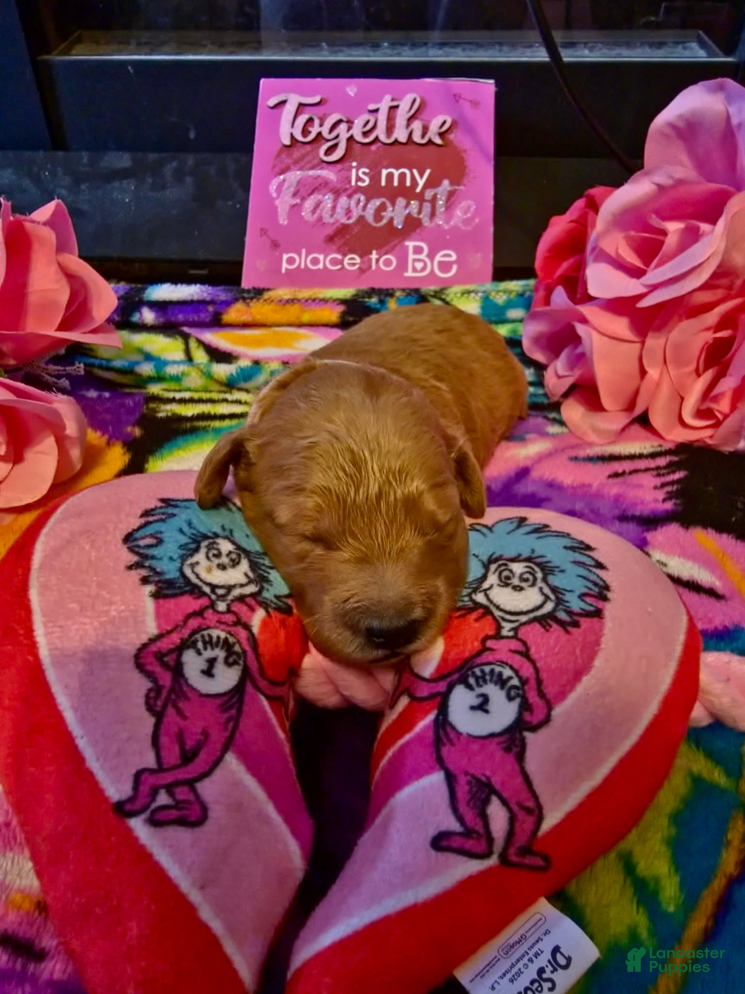 Mini Goldendoodle dogs lucy - Ad 1