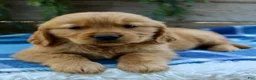 Golden Retriever dogs for sale: Barney  - Ad 7