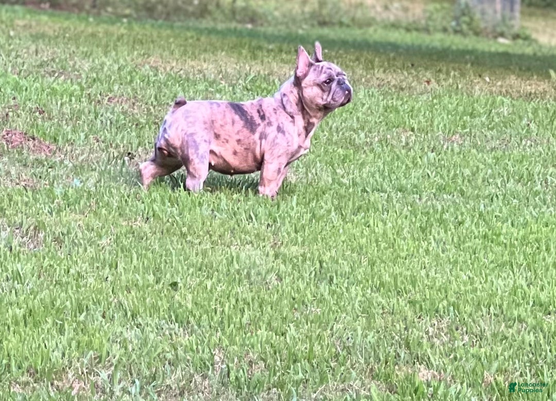 French Bulldog dogs for sale: French Bulldog Puppy 1 - Ad 3