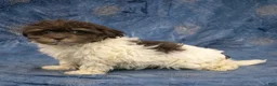 Havanese dogs for sale: Dexter - Ad 4