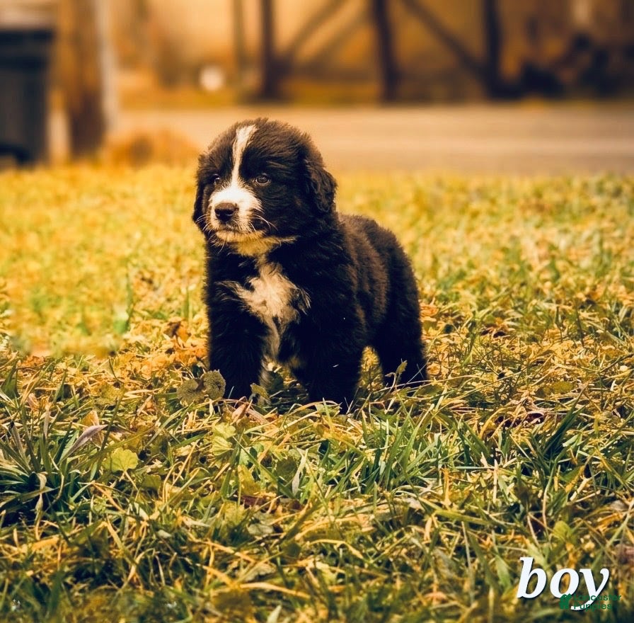 Mixed Breed dogs Cosmo - Ad 21