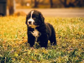 Mixed Breed dogs Cosmo - Ad 21