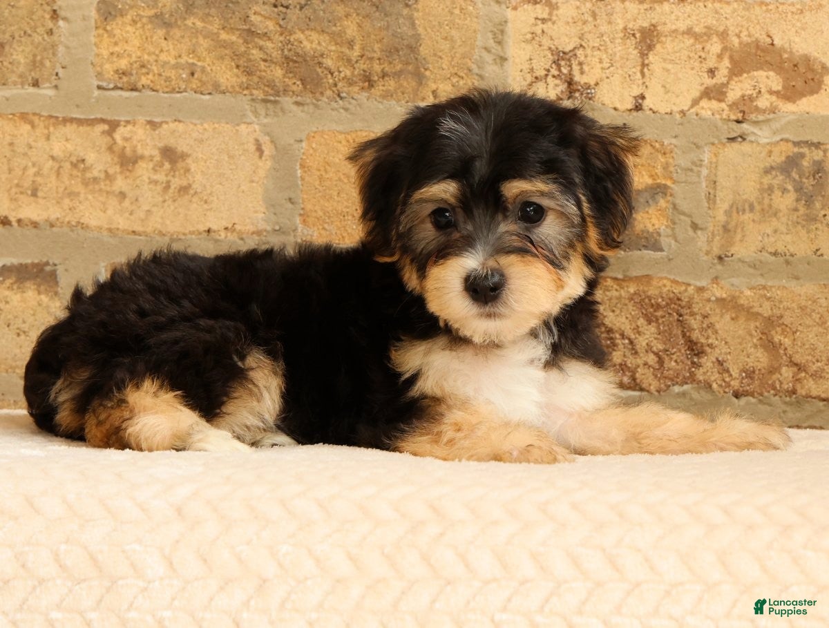 Yochon dogs Milo - Ad 2