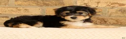 Yochon dogs for sale: Milo - Ad 2