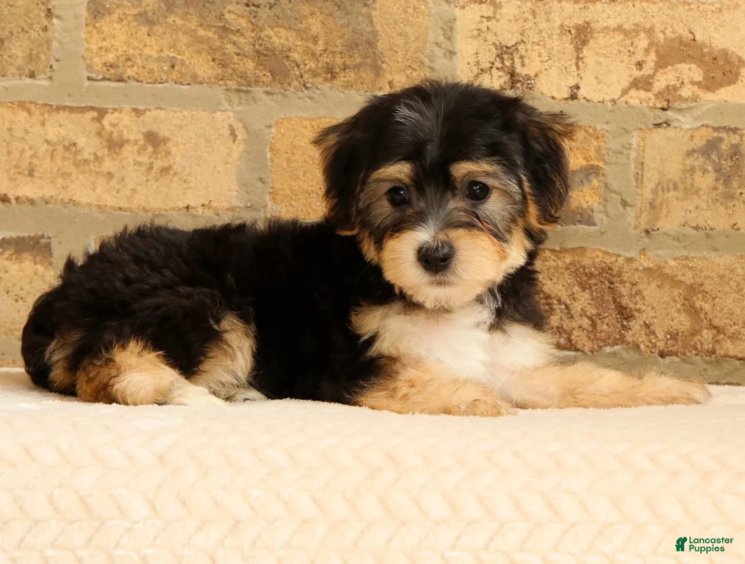Yochon dogs for sale: Milo - Ad 2