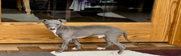 Italian Greyhound dogs for sale: Cj - Ad 12