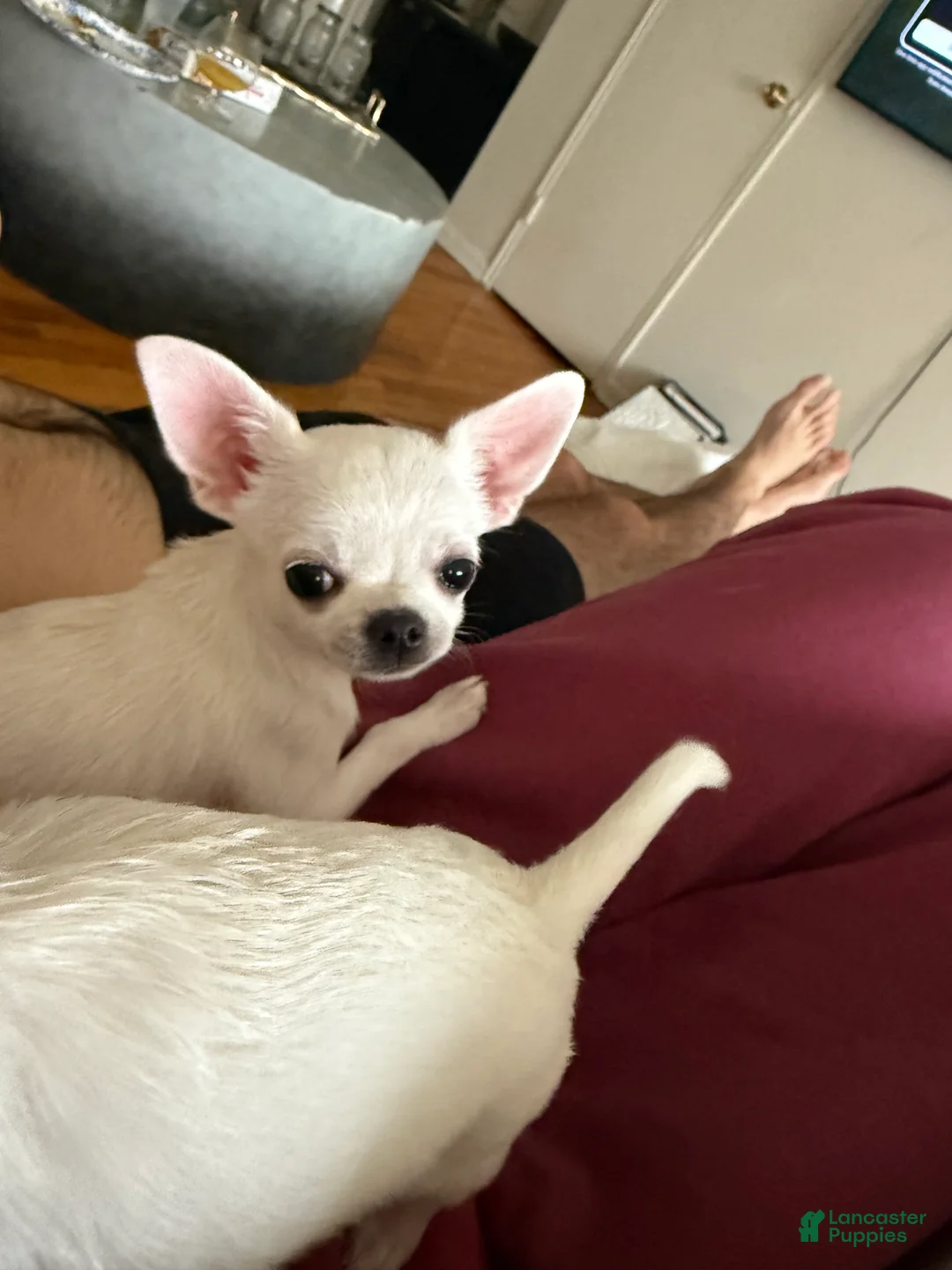 Chihuahua dogs for sale: Chihuahua Puppy 3 - Ad 3