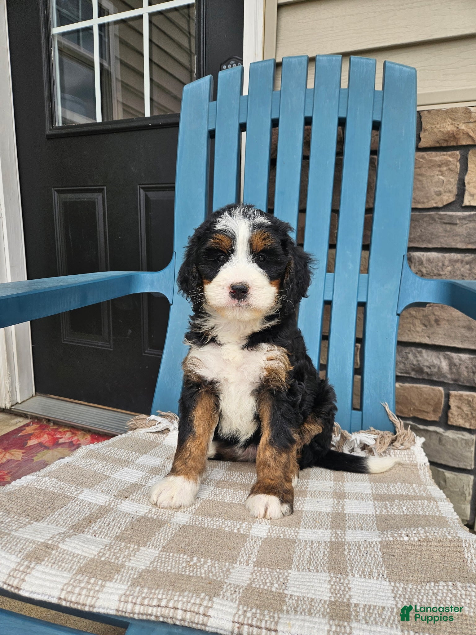 Bernedoodle dogs Lola Bernedoodle F1 - Ad 2