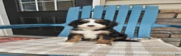 Bernedoodle dogs for sale: Lola Bernedoodle F1 - Ad 2