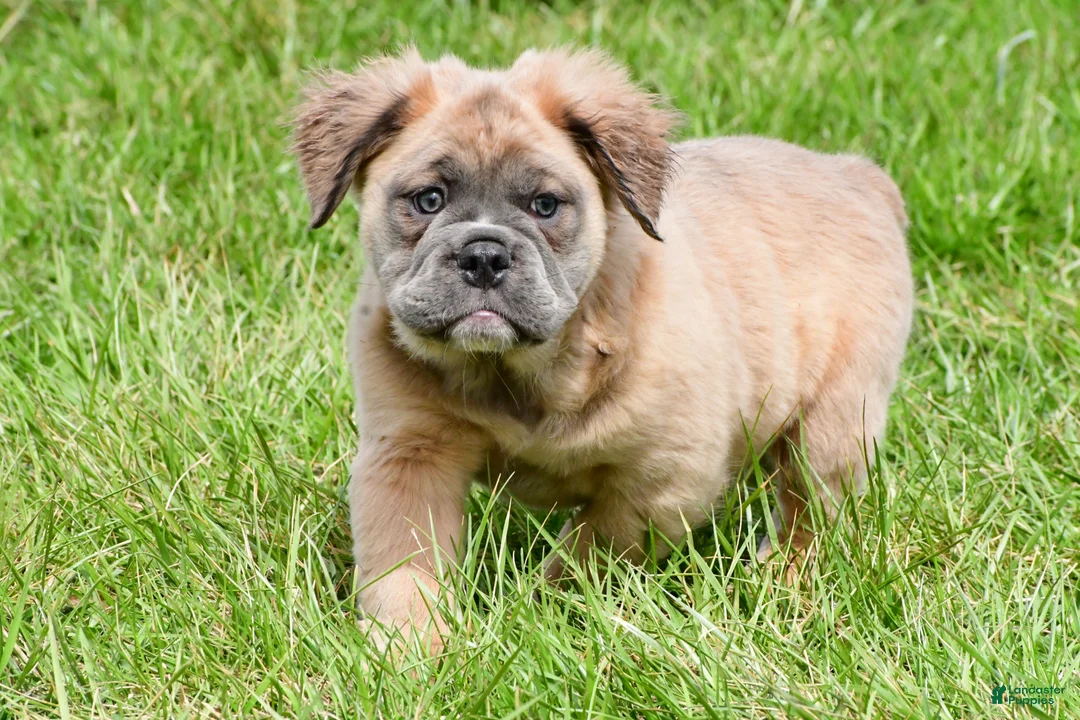 English Bulldog dogs for sale: Frisky - Ad 1