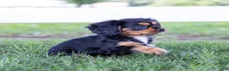 Cavalier King Charles Spaniel dogs for sale: Butch - Ad 3