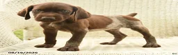 German Shorthaired Pointer dogs for sale: Helen - Ad 4