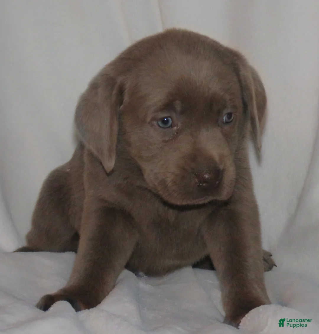 Labrador Retriever dogs for sale: Mitzi - Ad 5