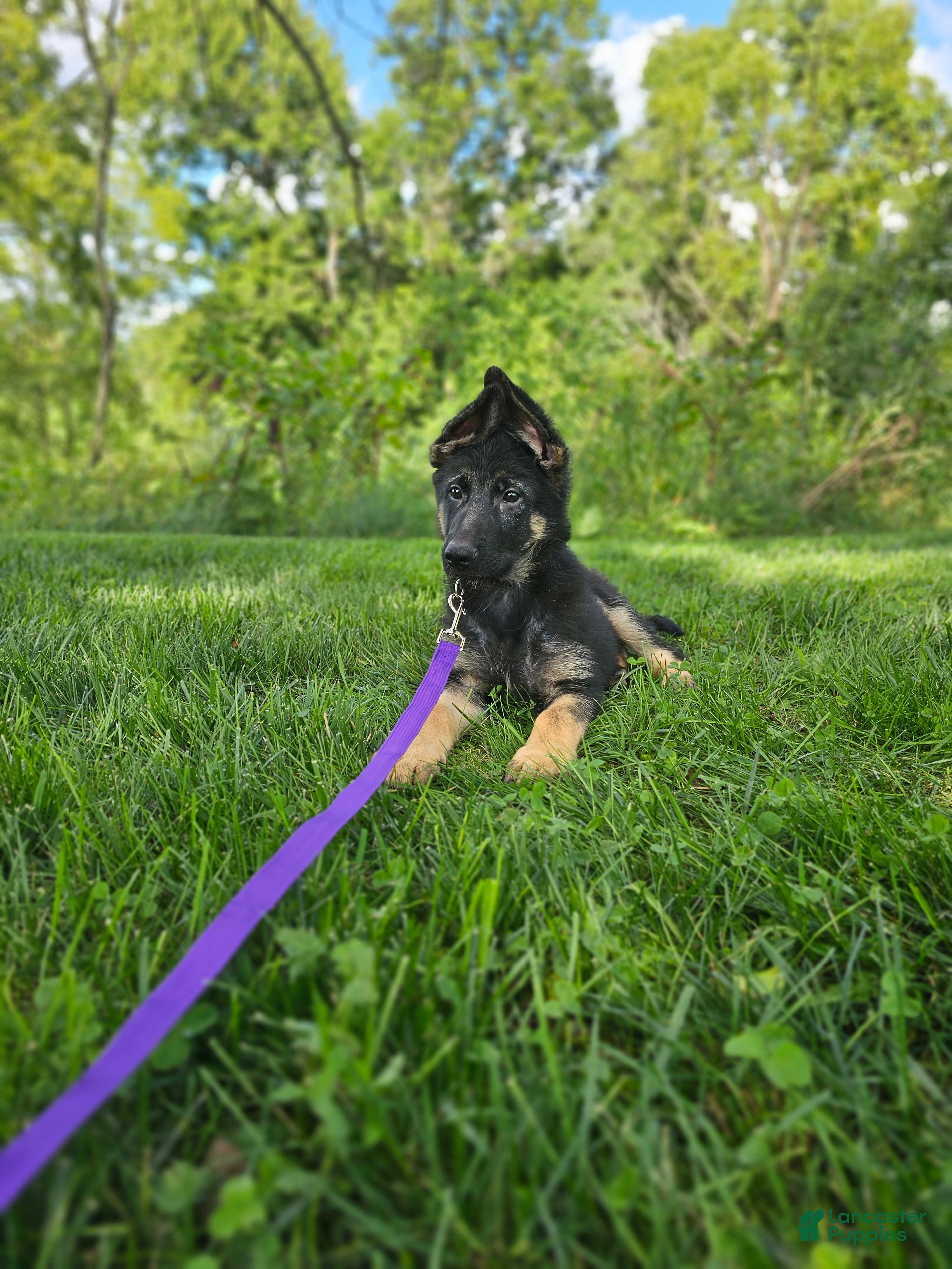 German Shepherd dogs Sally - Ad 2