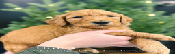 Goldendoodle dogs for sale: Goldendoodle Puppy 4 - Ad 1