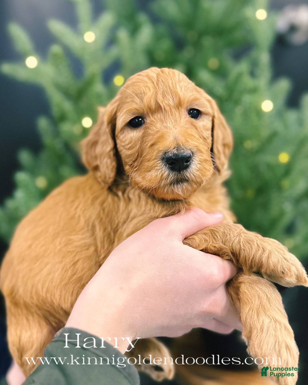 Goldendoodle dogs for sale: Goldendoodle Puppy 4 - Ad 1