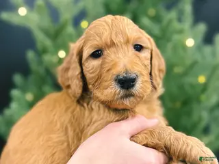 Goldendoodle dogs Goldendoodle Puppy 4 - Ad 37