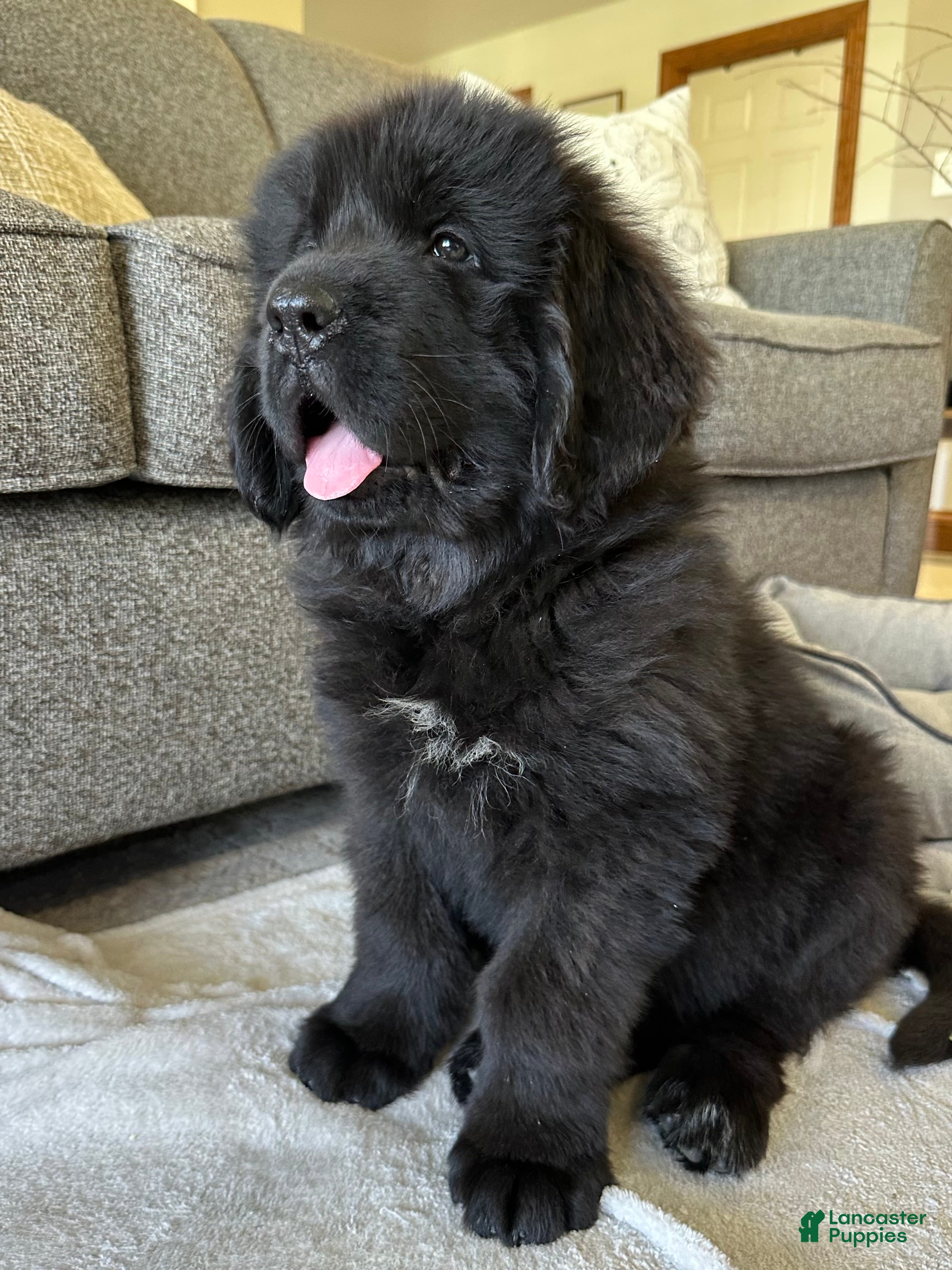 Newfoundland dogs “ Ella” OFA,CH,AKC  - Ad 1