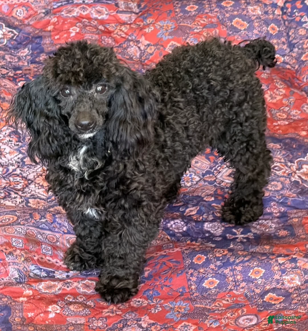 Toy Poodle dogs for sale: Raven - Ad 2
