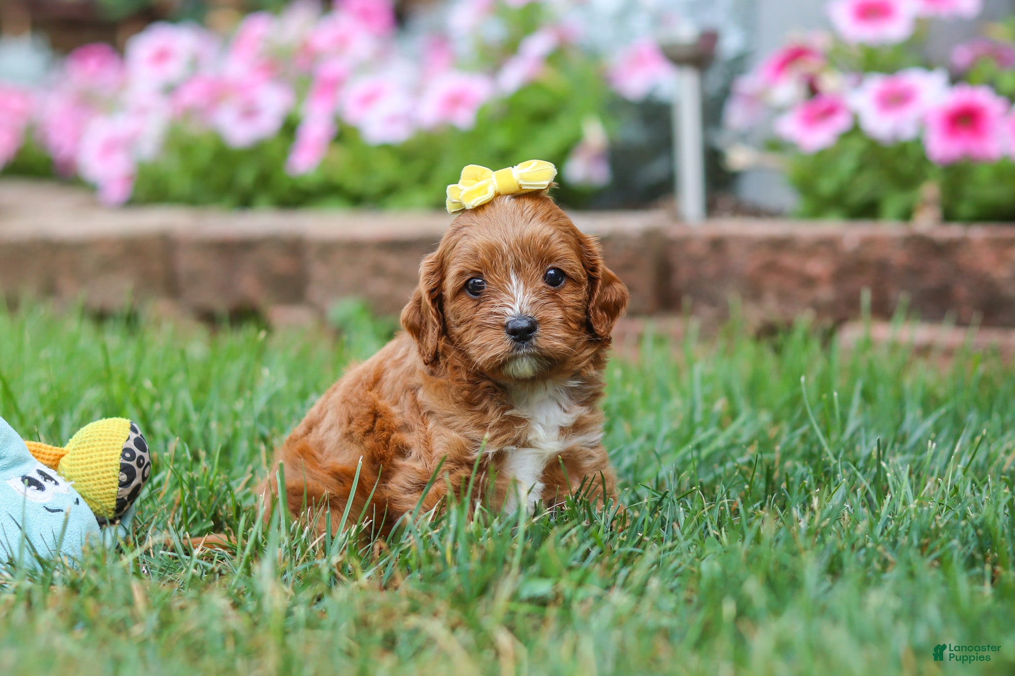 Cavapoo dogs Fiona - Ad 2
