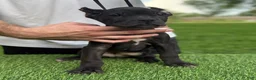 Cane Corso dogs for sale: GEORGIA - Ad 1