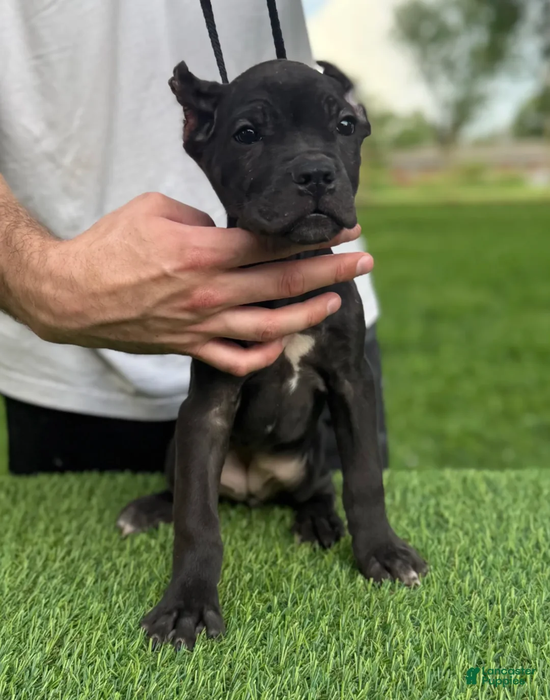 Cane Corso dogs for sale: GEORGIA - Ad 1