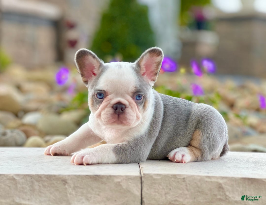 Gallery Image {{count}}