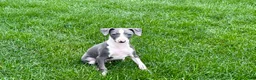 Italian Greyhound dogs for sale: Connor  - Ad 4