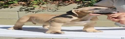 American Bully dogs for sale: American Bully 2 - Ad 2