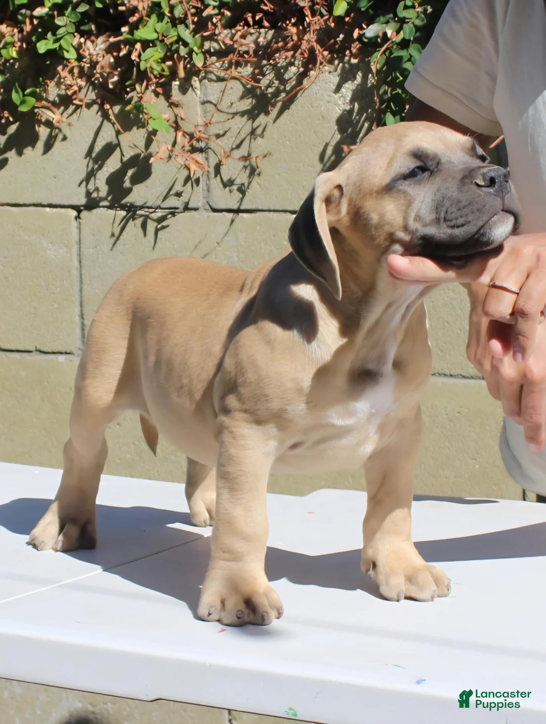 American Bully dogs for sale: American Bully 2 - Ad 2