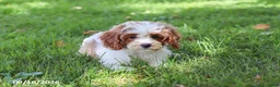Cavapoochon dogs for sale: Cyber - Ad 5