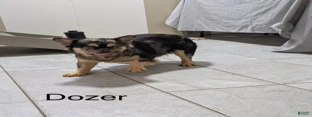Dozer