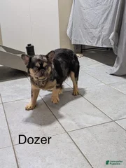 Dozer