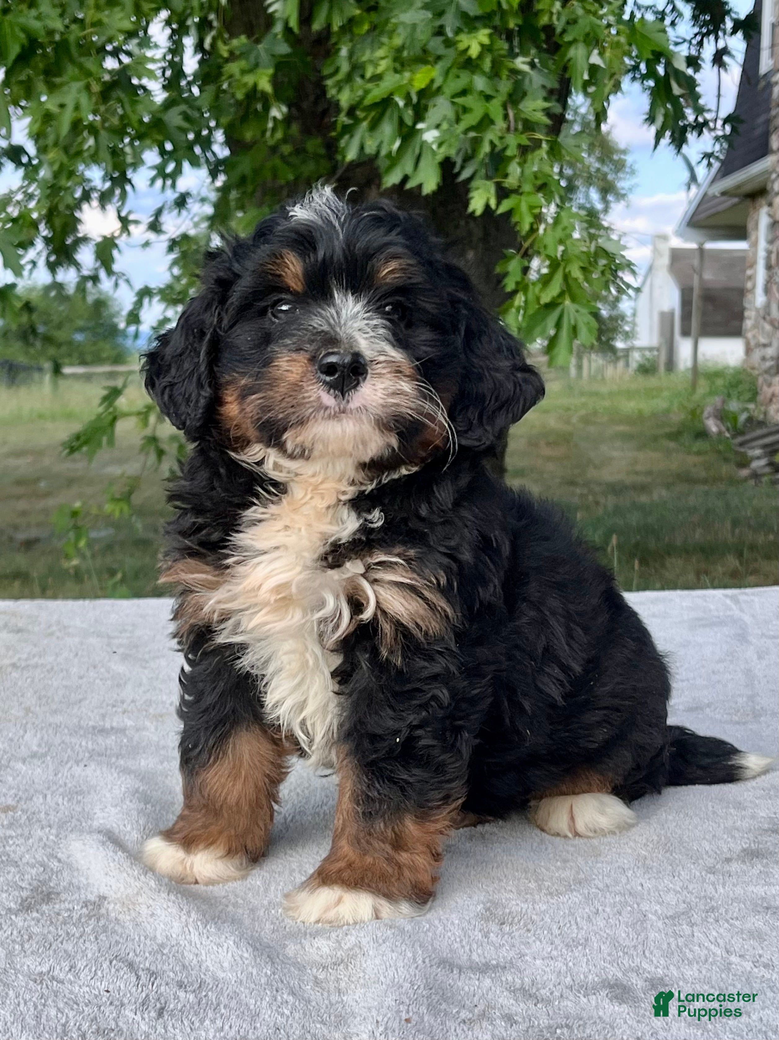 Bernedoodle dogs Teddy - Ad 1