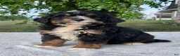 Bernedoodle dogs for sale: Teddy - Ad 1
