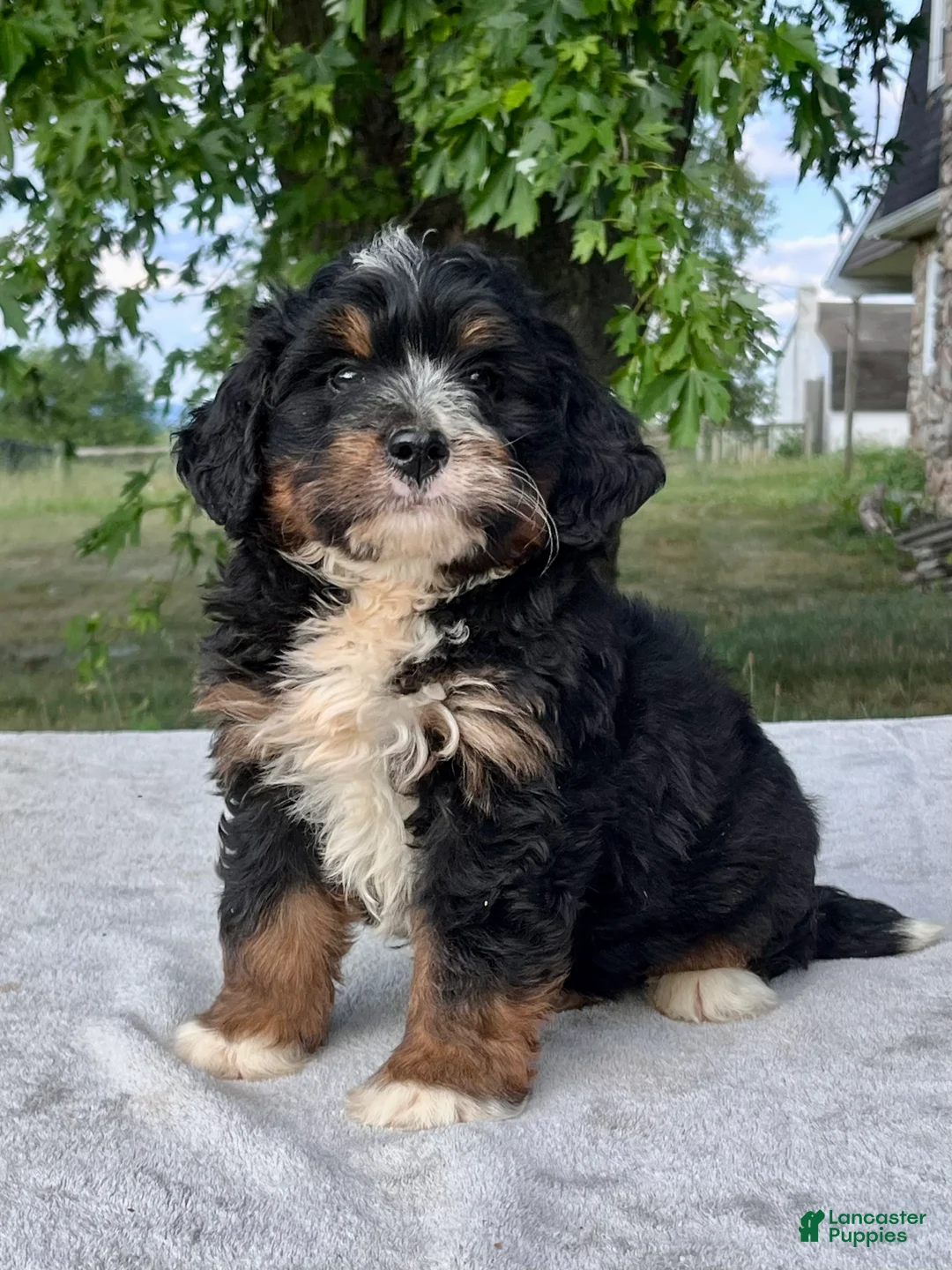 Bernedoodle dogs for sale: Teddy - Ad 1