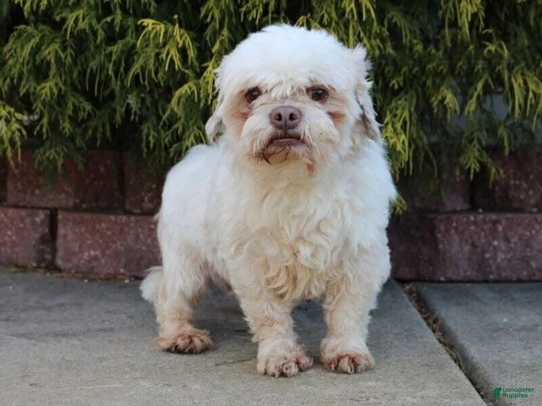 Teddy Bear dogs for sale: Kasper - Ad 6