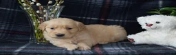 Golden Retriever dogs for sale: Lara - Ad 3