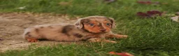 Miniature Dachshund dogs for sale: MacGyver Miniature Dachshund  - Ad 7