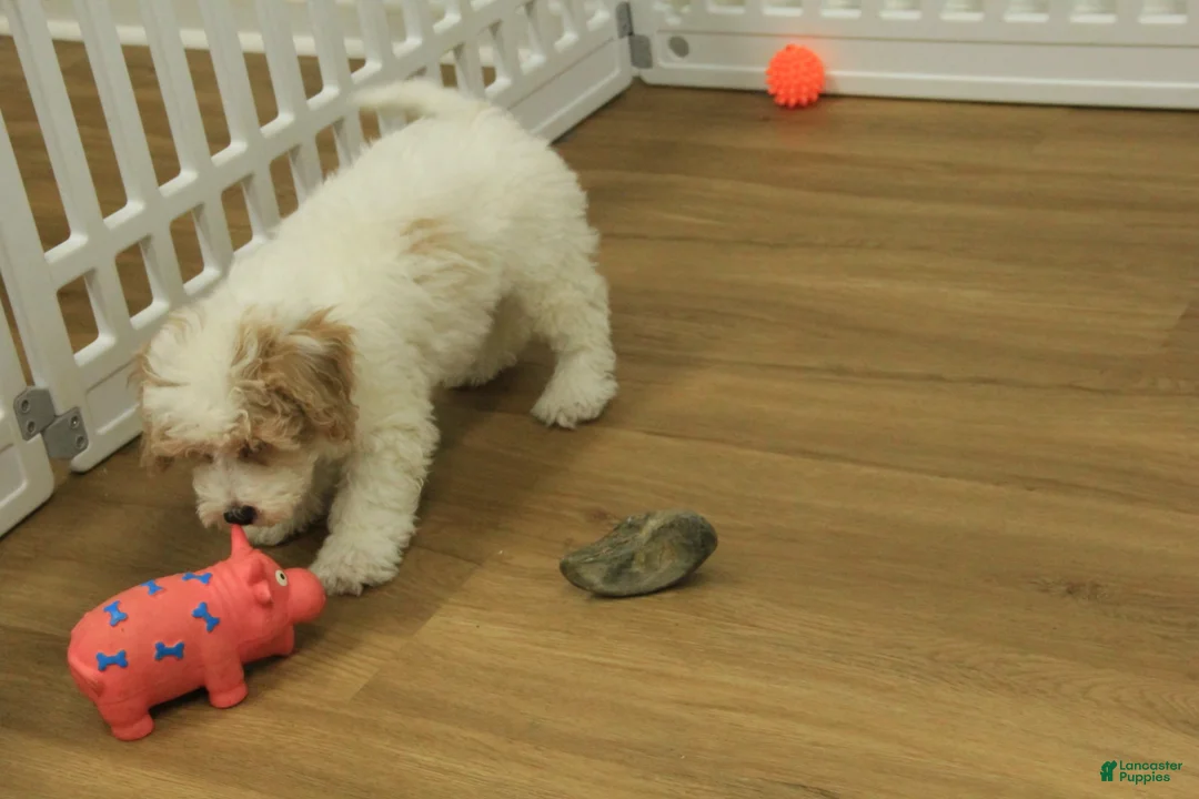 Bichpoo dogs for sale: Rory - Ad 6