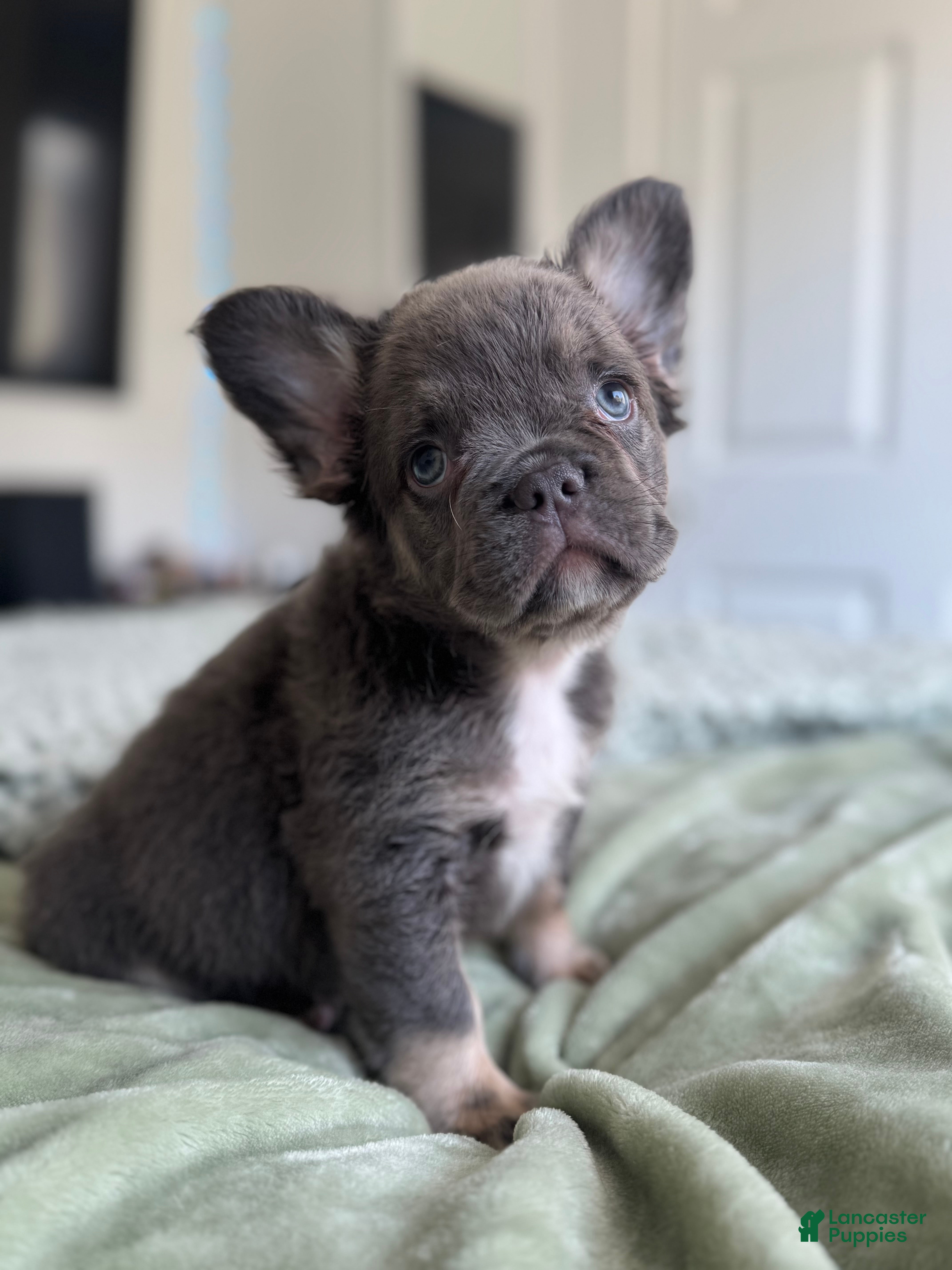 French Bulldog dogs Lilac tan Fluffy Female  - Ad 3
