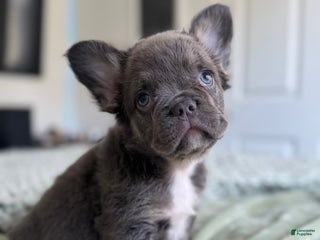 French Bulldog dogs Lilac tan Fluffy Female - Ad 3