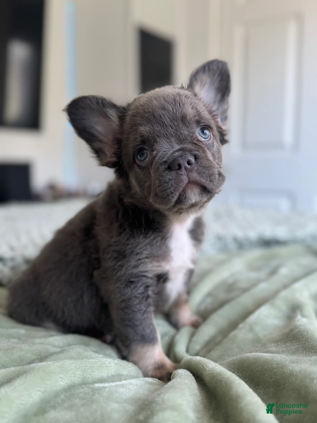 French Bulldog dogs for sale: Lilac tan Fluffy Female  - Ad 2