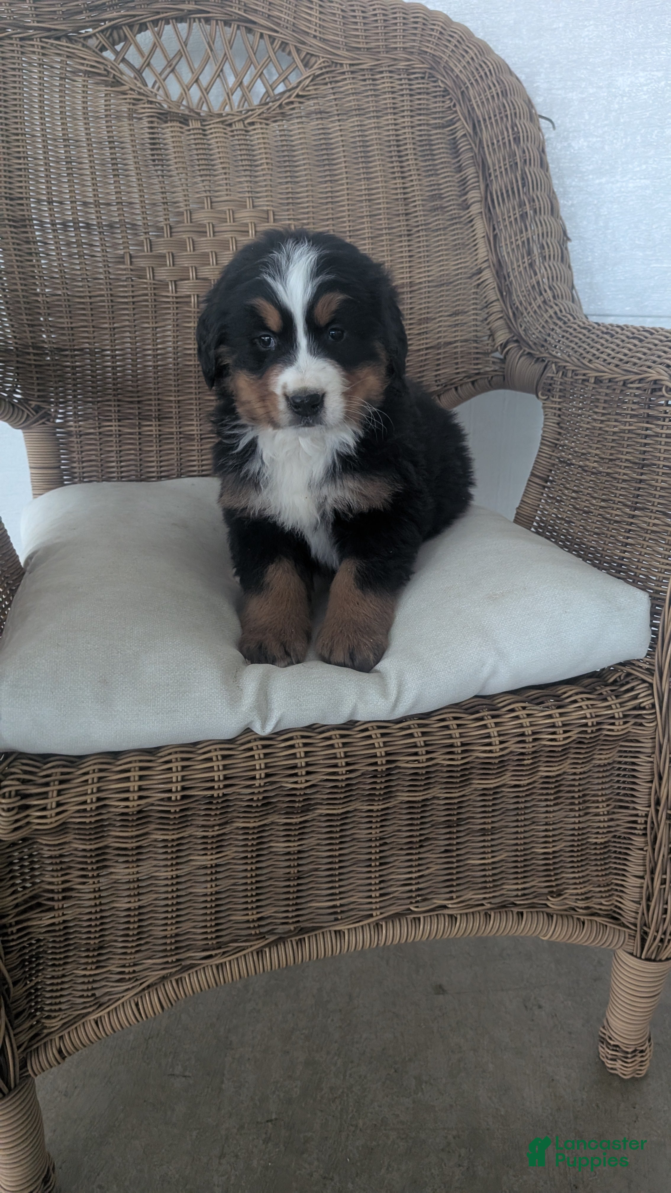 Bernese Mountain Dog dogs Leo - Ad 34