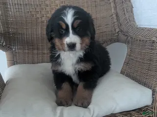 Bernese Mountain Dog dogs Leo - Ad 34