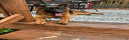 German Shepherd dogs for sale: German Shepherd 1 - Ad 3