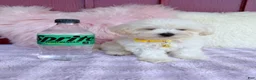 Maltipoo dogs for sale: 💛 Fluffy 💛 - Ad 4