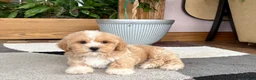 Mixed Breed dogs for sale: Lhatese boy 1 - Ad 4